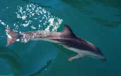 Dusky dolphin.jpg (20225 bytes)